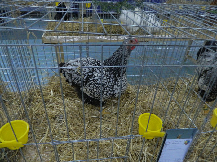 expo bn 059 - 04 Expozitie Bistrita 2013