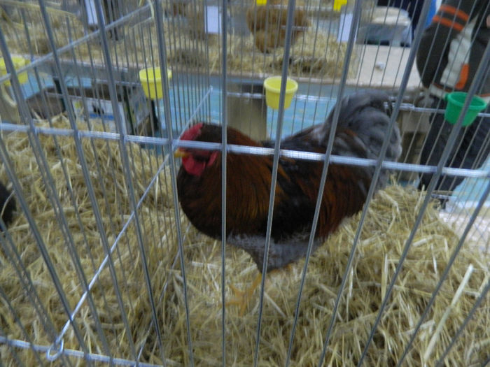 expo bn 063 - 04 Expozitie Bistrita 2013