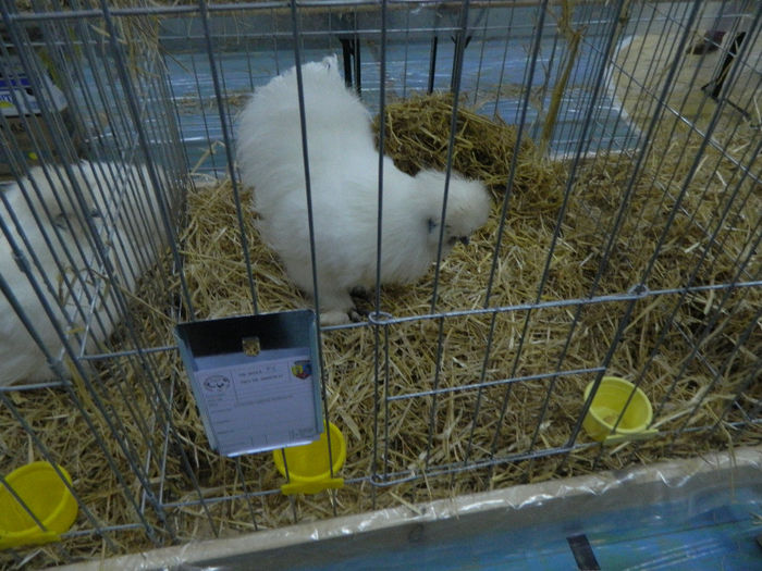 expo bn 066 - 04 Expozitie Bistrita 2013