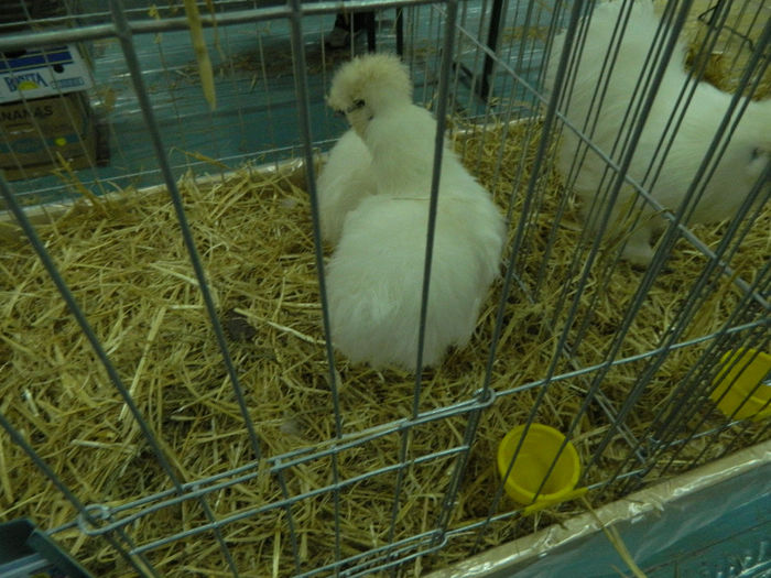expo bn 067 - 04 Expozitie Bistrita 2013