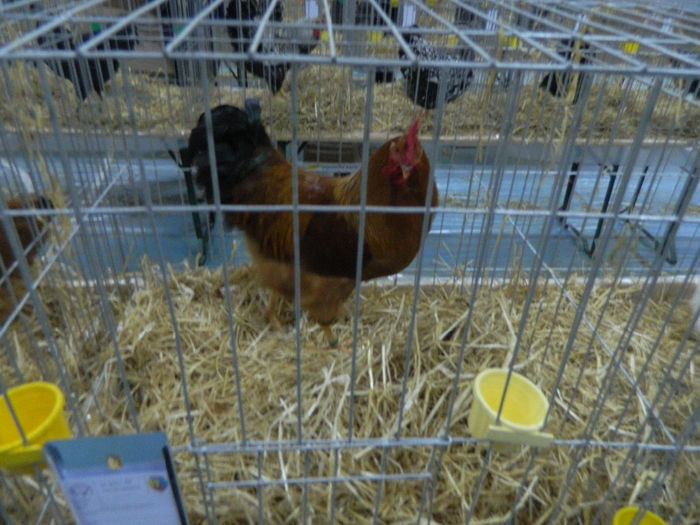 expo bn 068 - 04 Expozitie Bistrita 2013