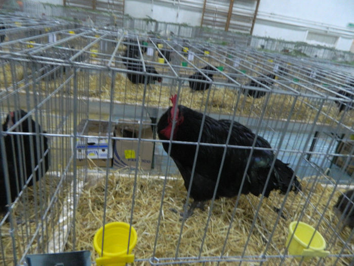 expo bn 072 - 04 Expozitie Bistrita 2013