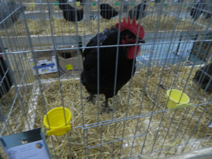 expo bn 073 - 04 Expozitie Bistrita 2013