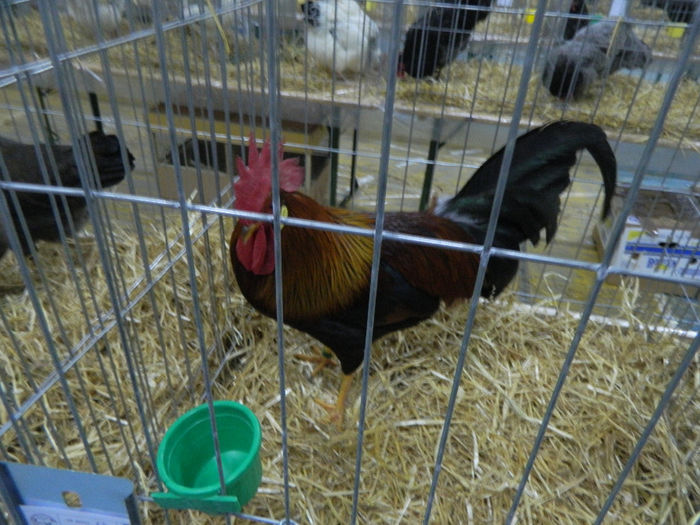 expo bn 075 - 04 Expozitie Bistrita 2013
