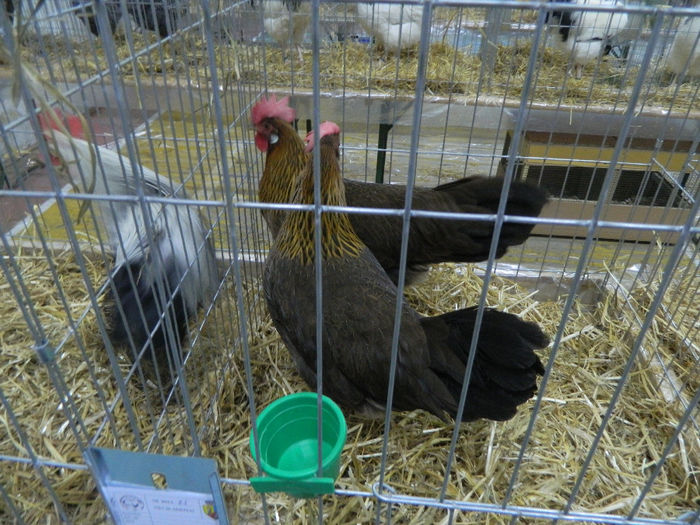 expo bn 079 - 04 Expozitie Bistrita 2013