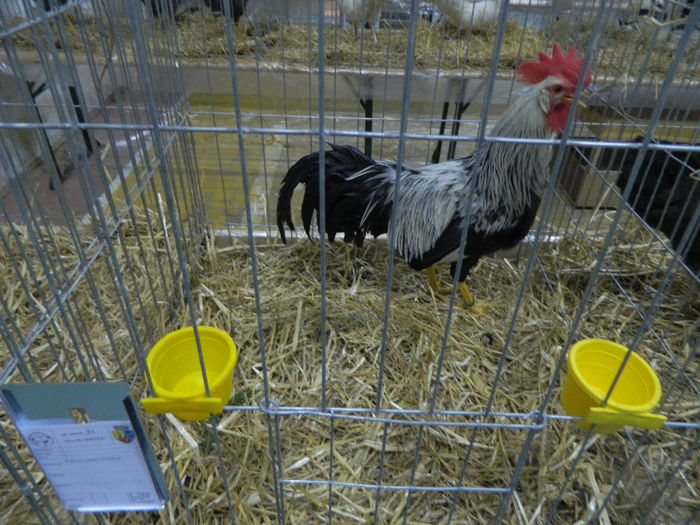 expo bn 080 - 04 Expozitie Bistrita 2013