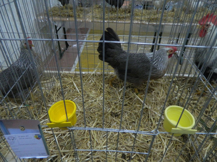 expo bn 081 - 04 Expozitie Bistrita 2013