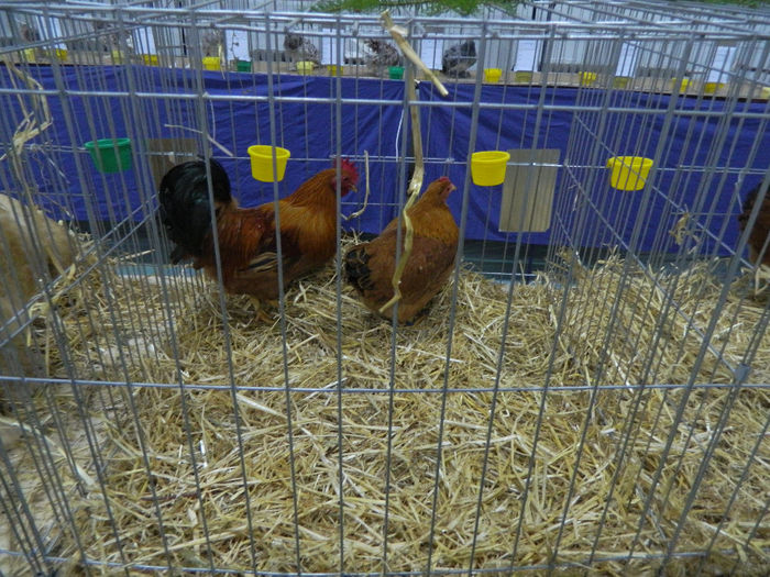 expo bn 087 - 04 Expozitie Bistrita 2013