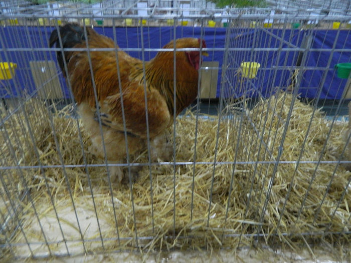 expo bn 089 - 04 Expozitie Bistrita 2013