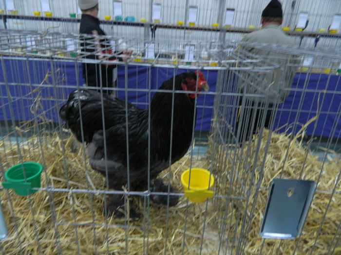 expo bn 092 - 04 Expozitie Bistrita 2013