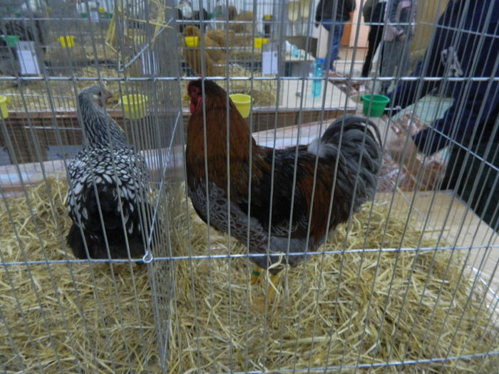 expo bn 166 - 04 Expozitie Bistrita 2013