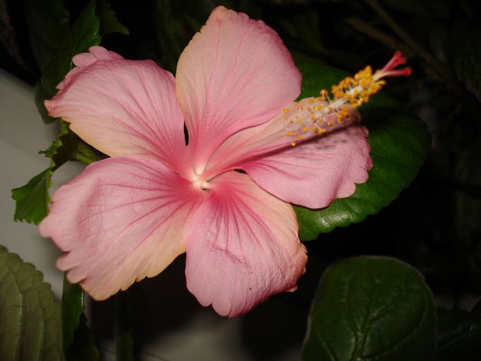 DSC06137 - HIBISCUS 2013