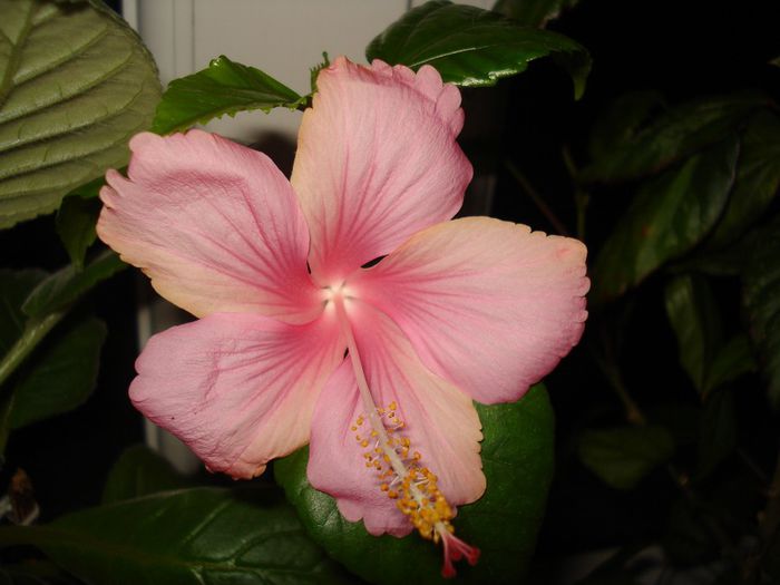 DSC06134 - HIBISCUS 2013