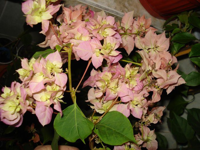 DSC06139 - FLORI 2013