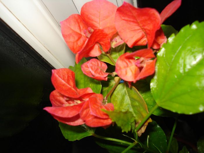  - BOUGAINVILLEA
