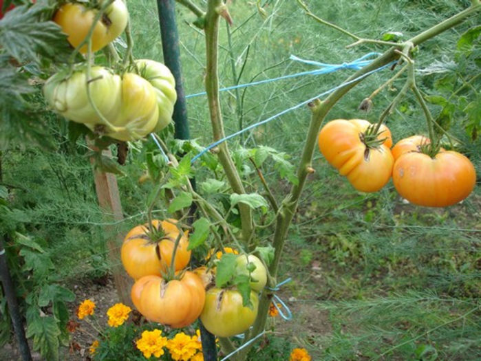 Tomate Amana Orange