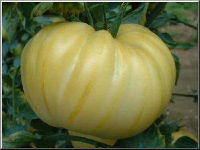 Tomate White Princess