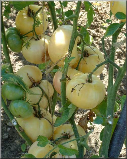 Tomate White Princess - De vanzare seminte -legume-mirodenii-flori-arbori