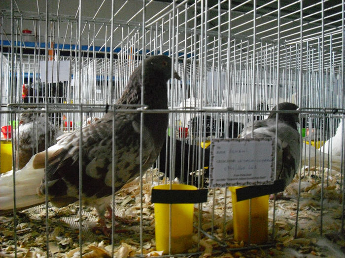 CIMG2510 - EXPO VASLUI 22-11-2013