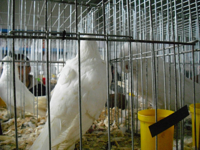 CIMG2511 - EXPO VASLUI 22-11-2013