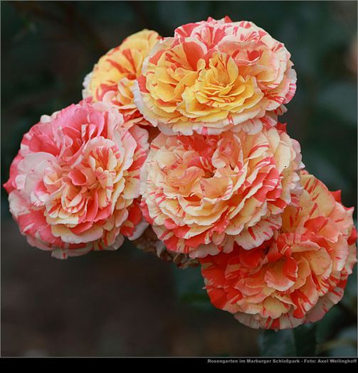 papagena  poza de pe net