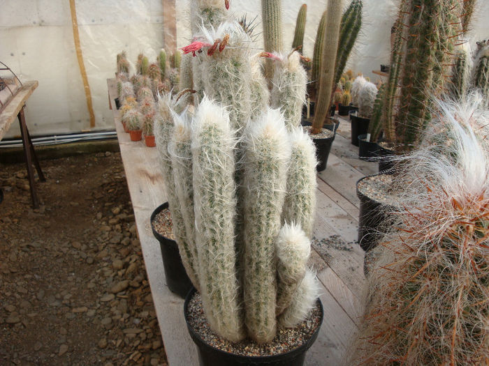 DSC03546