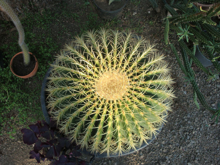 Echinocactus grusonii - Sera Oncos din Floresti Cluj