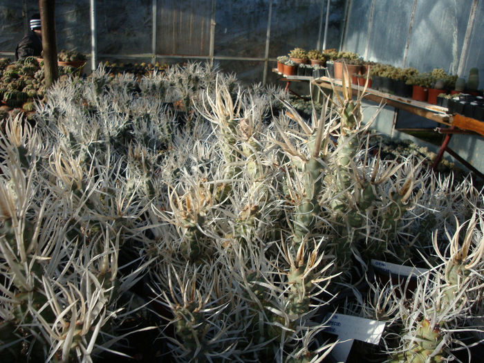 Tephrocactus articulatus var. papyracanthu