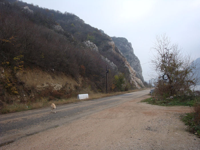 ... un maidanez...; Am oprit într-o parcare pentru a face câteva poze, un maidanez bătut de soartă, abandonat de ONG-uri, sa apropiat de mine, ii era foame...
