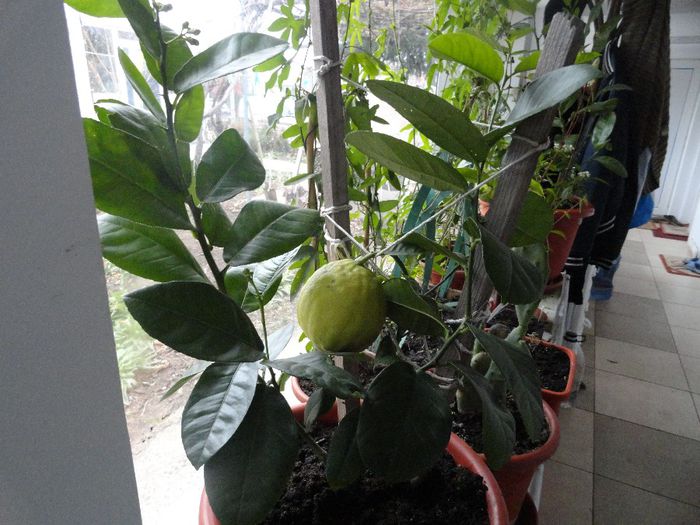 lamai gigantic primul fruct 120 ron - AA PLANTELE MELE DIN GHIVECI 2015