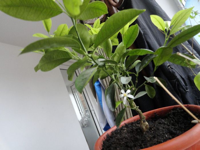 calamondin; prima floricoica in decembrie
