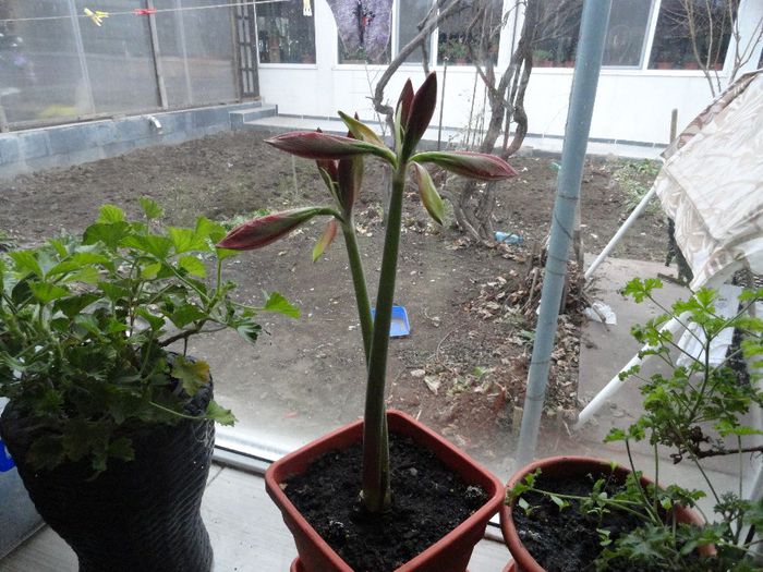 crin amarilis minerva(hippeastrum) - AA PLANTELE MELE DIN GHIVECI 2015