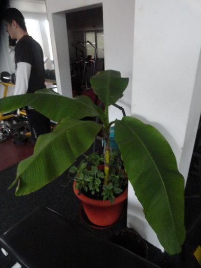 musa bananier; de gradina dar in ghiveci
