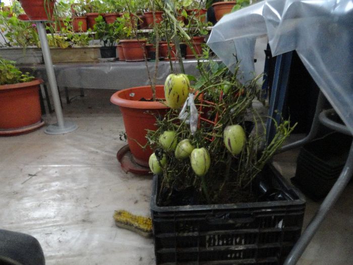 Solanum muricatum; pepino la iernat
