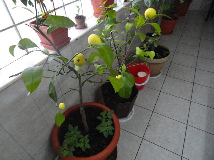 mandarin; dupa furtuna
