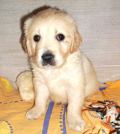 Picture 007 - GOLDEN RETRIEVER de vanzare-VANDUTI