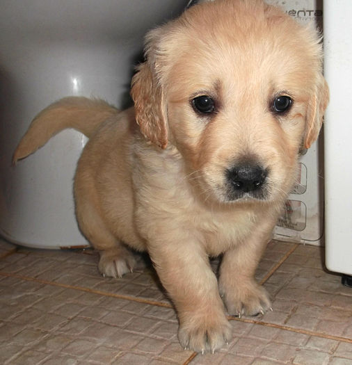 Picture 040 - GOLDEN RETRIEVER de vanzare-VANDUTI