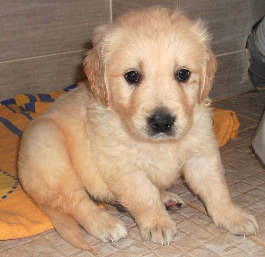 Picture 045 - GOLDEN RETRIEVER de vanzare-VANDUTI
