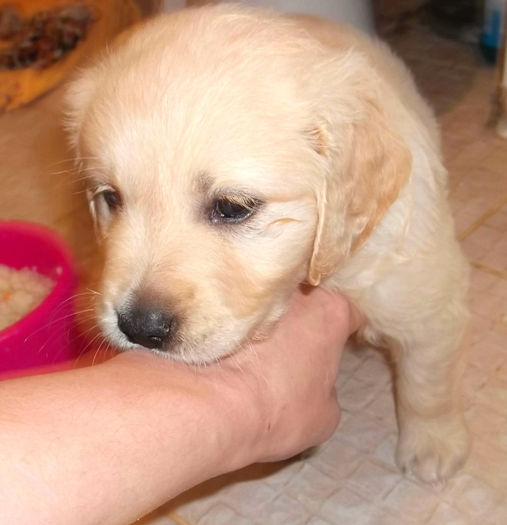 Picture 048 - GOLDEN RETRIEVER de vanzare-VANDUTI