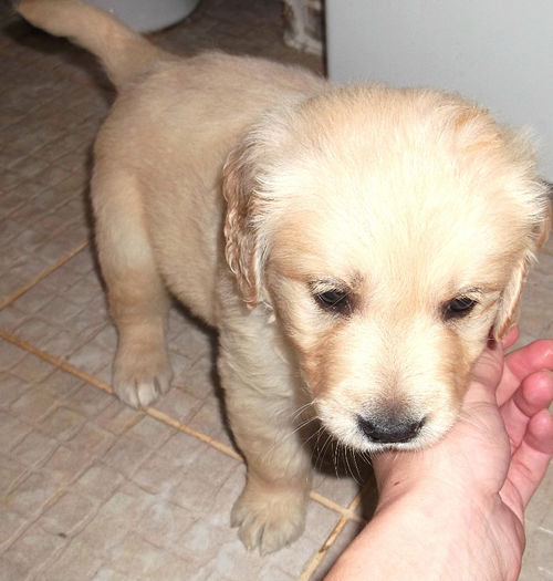 Picture 055 - GOLDEN RETRIEVER de vanzare-VANDUTI