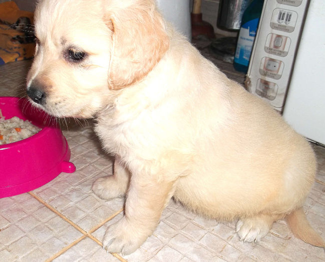 Picture 061 - GOLDEN RETRIEVER de vanzare-VANDUTI