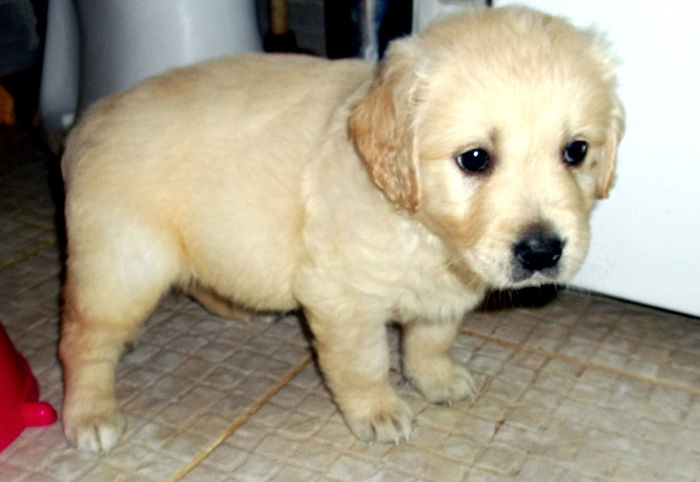 Picture 065 - GOLDEN RETRIEVER de vanzare-VANDUTI