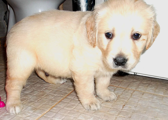 Picture 066 - GOLDEN RETRIEVER de vanzare-VANDUTI