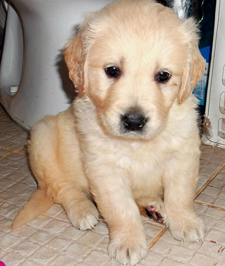 Picture 069 - GOLDEN RETRIEVER de vanzare-VANDUTI