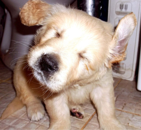 Picture 070 - GOLDEN RETRIEVER de vanzare-VANDUTI