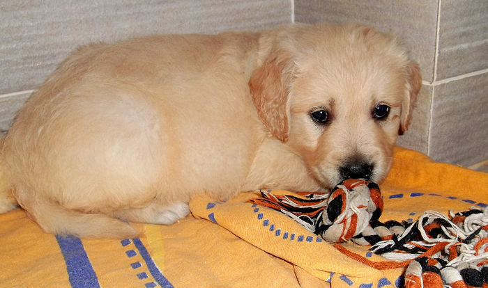 Picture 073 - GOLDEN RETRIEVER de vanzare-VANDUTI