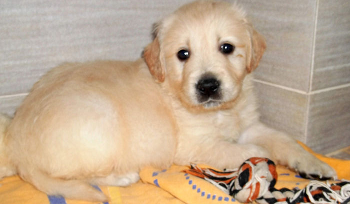 Picture 074 - GOLDEN RETRIEVER de vanzare-VANDUTI