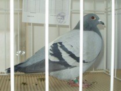 STEFANIA; BUNICA DIN PARTEA TATALUI
