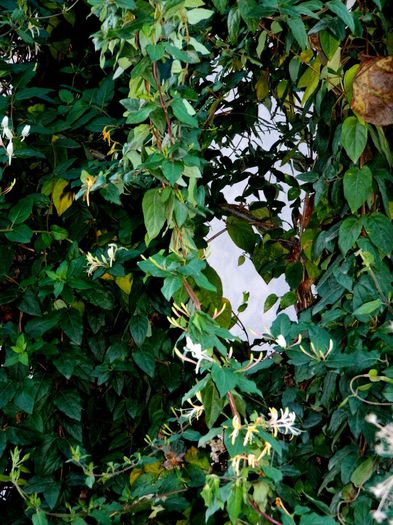 DSCN9801 - DECEMBRIE 2013