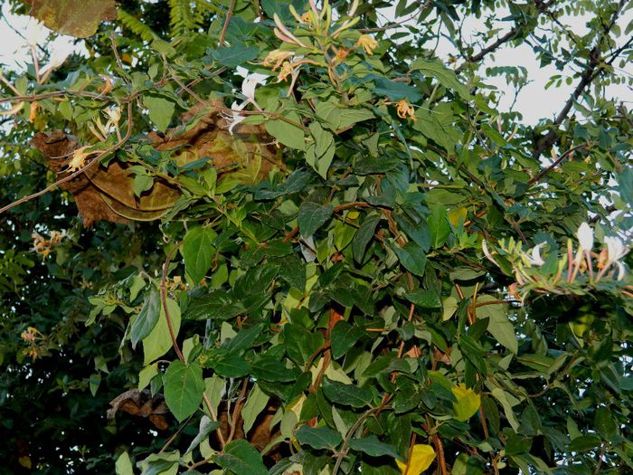 DSCN9802 - DECEMBRIE 2013